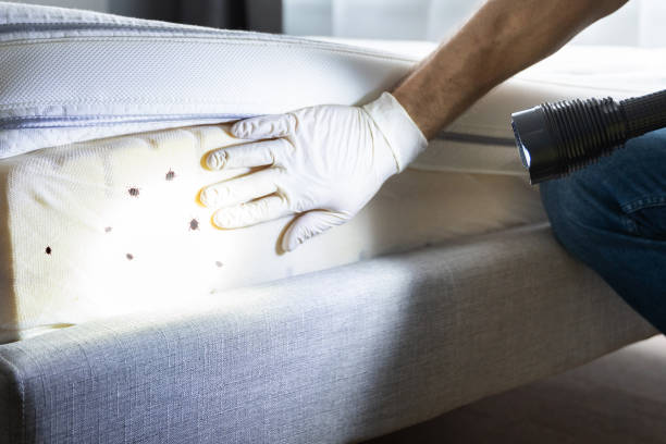 Best Wasp Removal Services  in Eaton, CO
